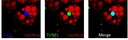 Apoptotic brown adipocytes enhance energy expenditure via extracellular inosine